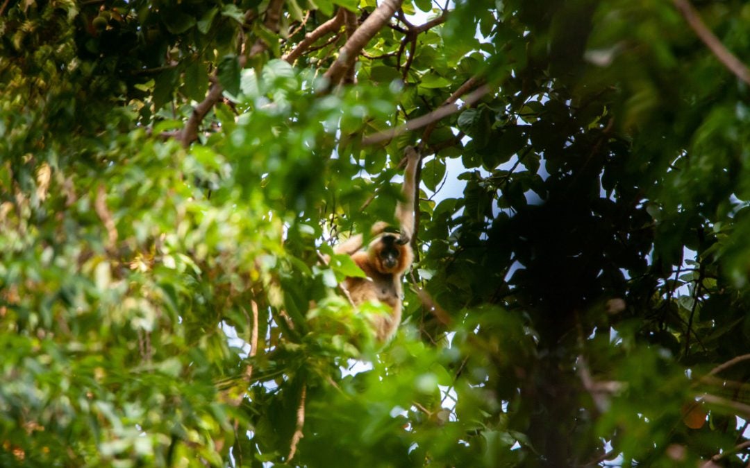 Disney Conservation Fund Helps World Hope International Support People, Southern Yellow-Cheeked Crested Gibbons, and the Habitats They Need to Thrive