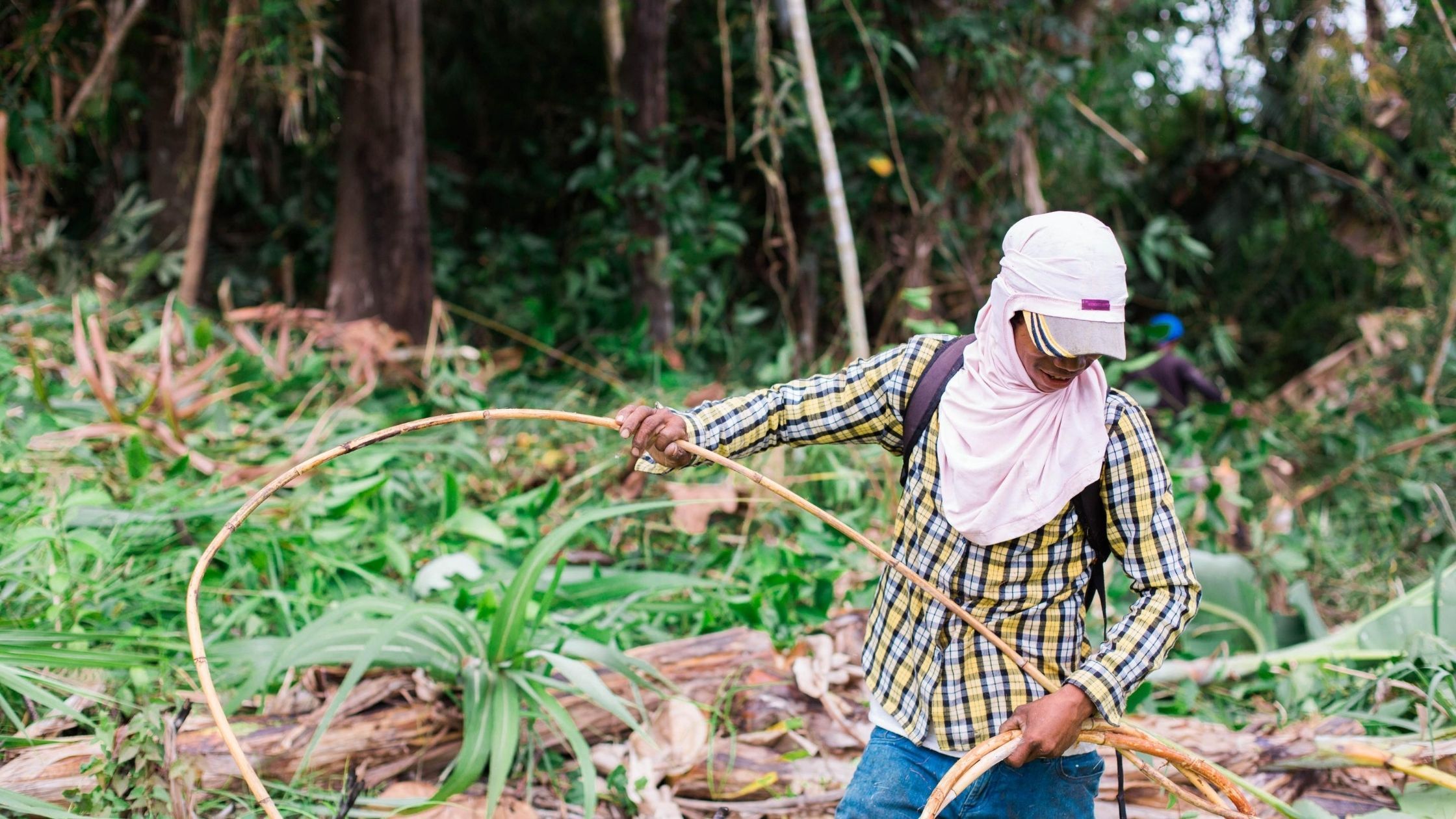 Man gathering rattan