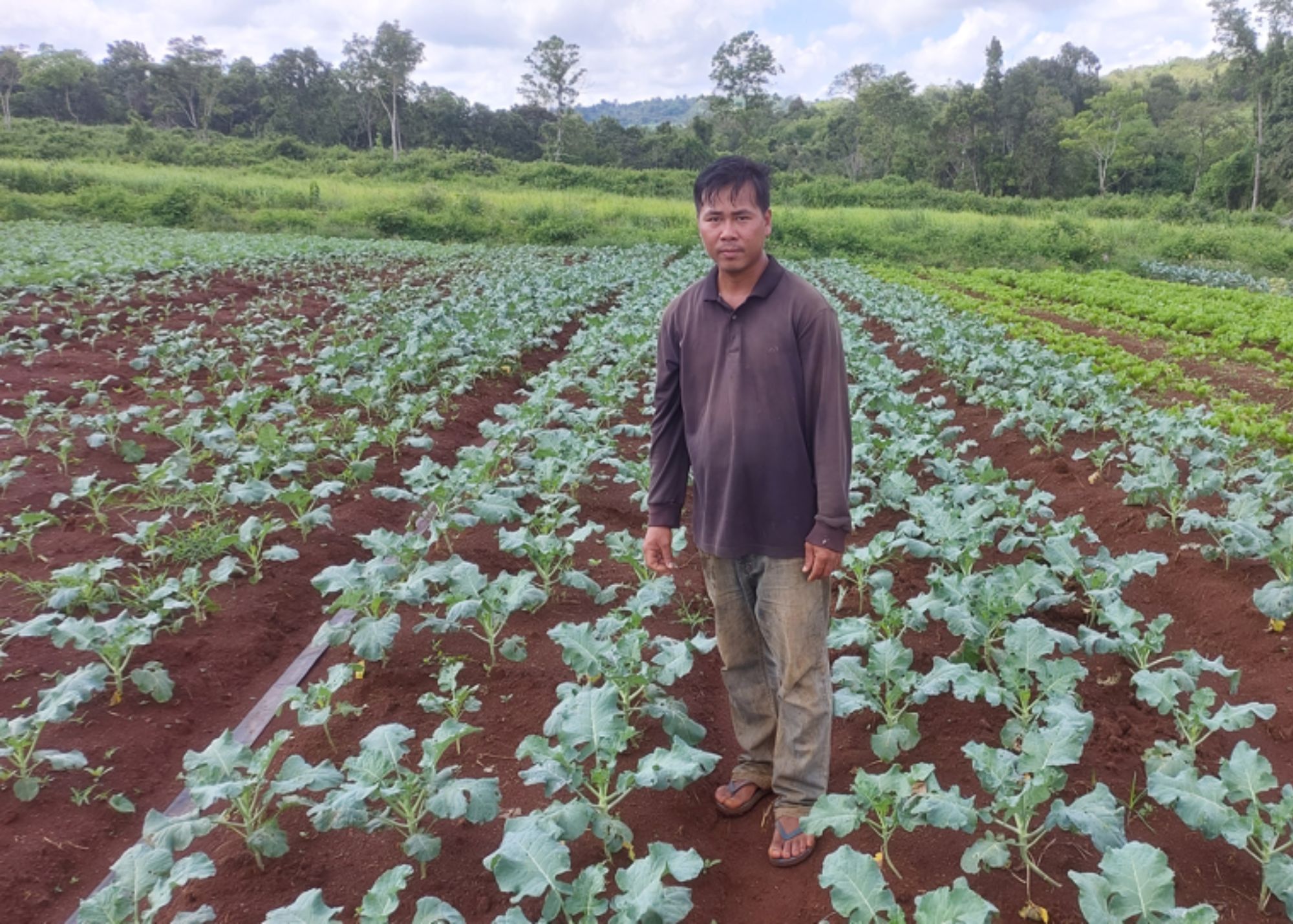 Broccoli farmer in Cambodia 