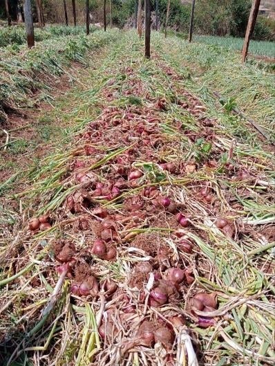 shallots drying in field