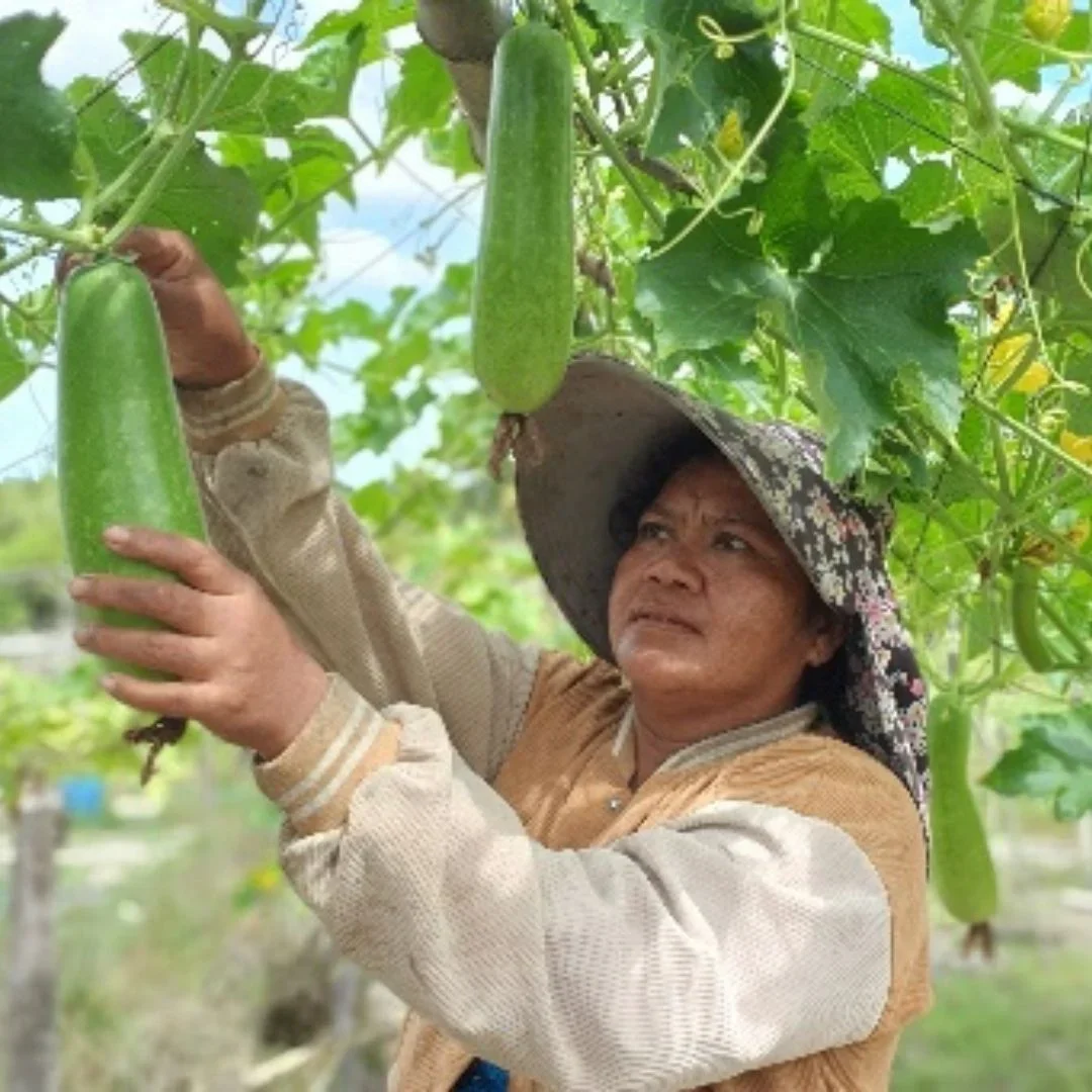 Cambodia Farming 2025 Cambodia woman harvesting vegetables