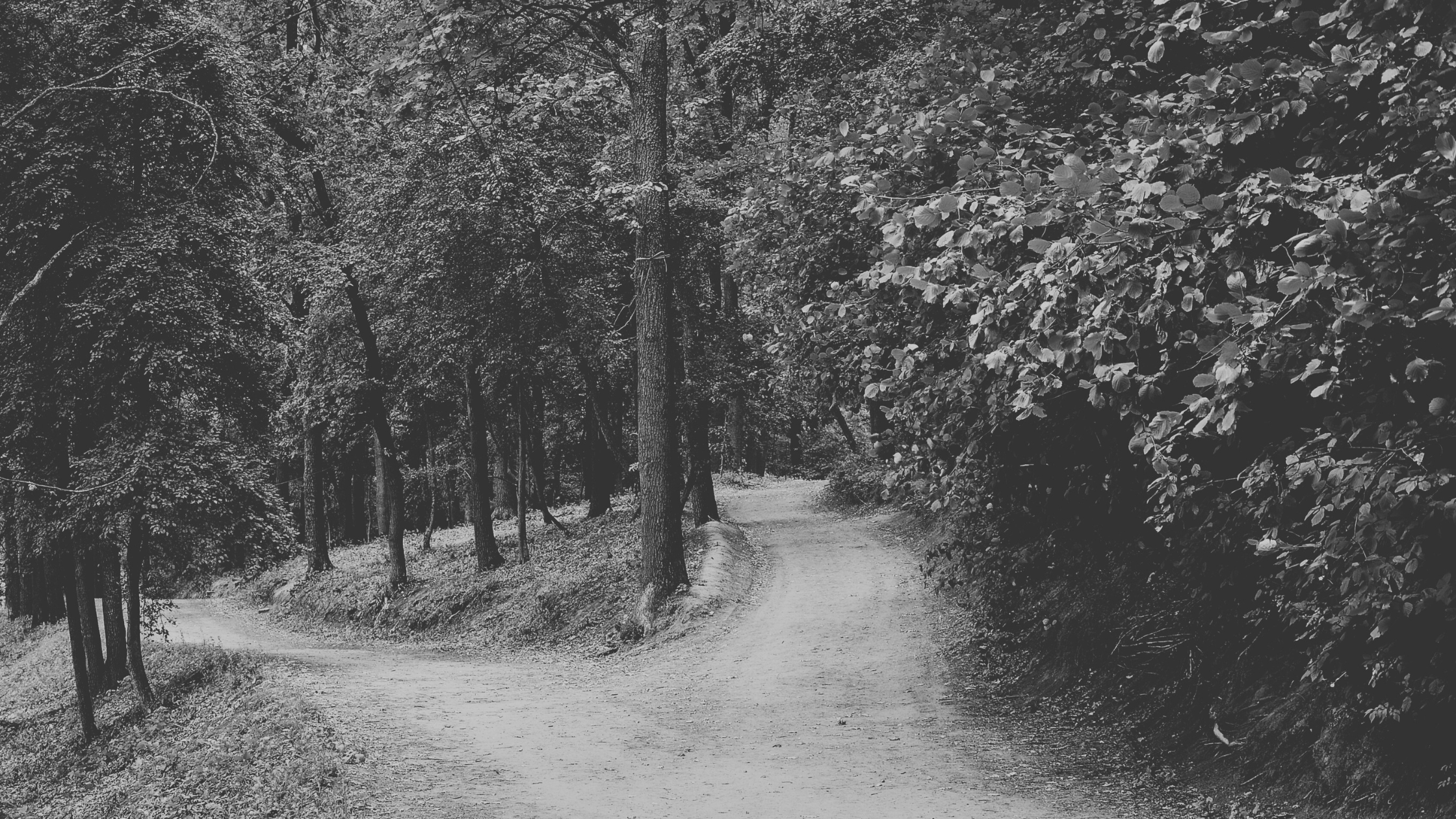 path that splits in two directions around a tree