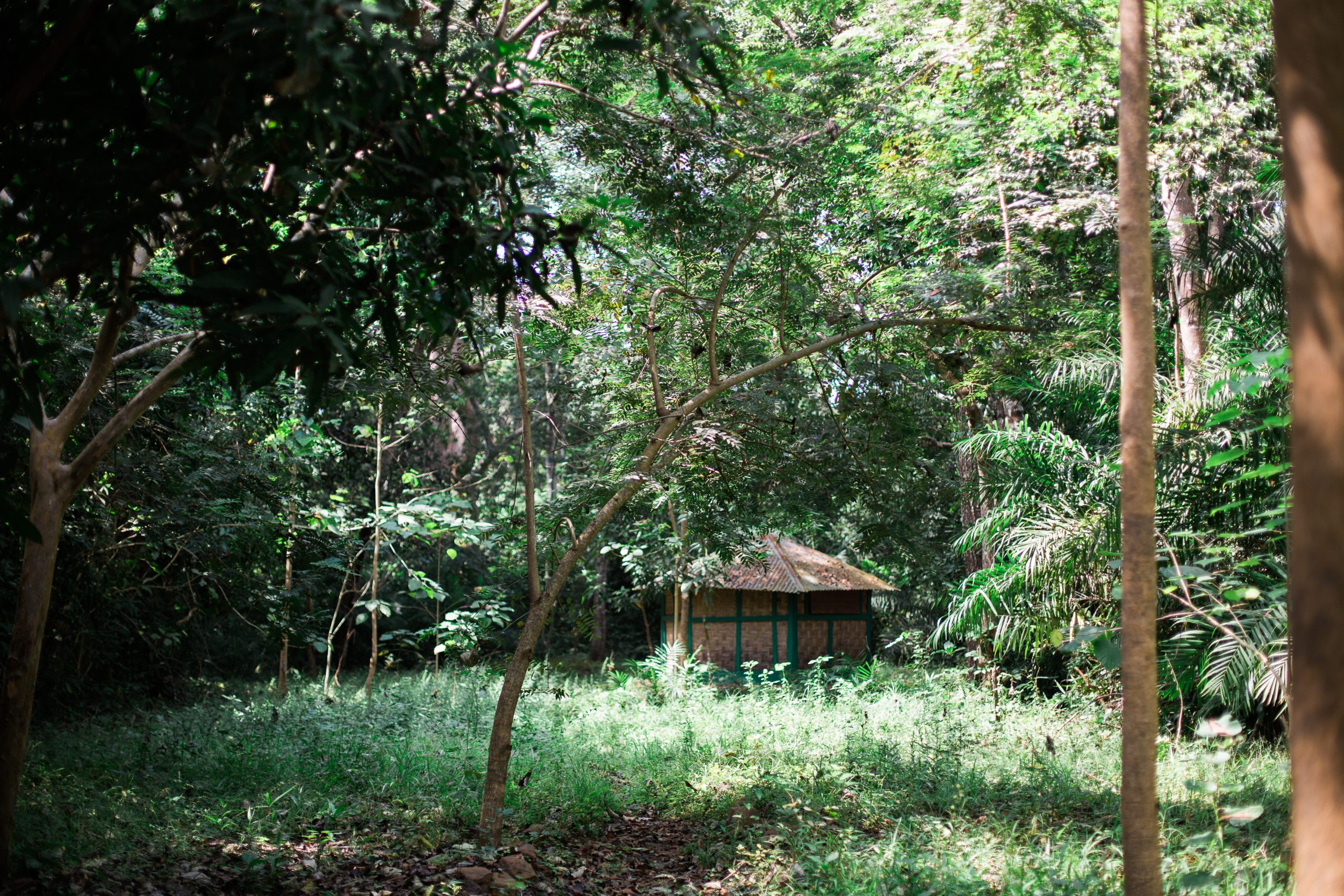 closed in forest with a hut in Sierra Leone